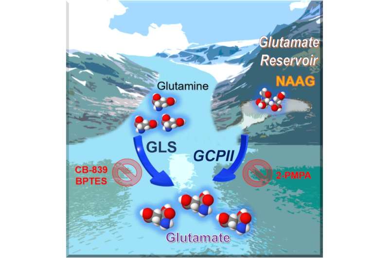 Hopkins researchers ID neurotransmitter that helps cancers progress