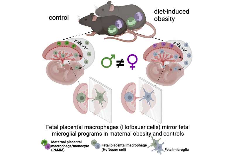 Testing immune cells in the placenta may indicate the health of fetal brain immune cells 