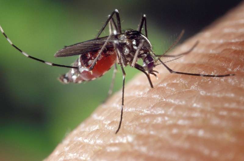 New mechanisms of arthritis may be caused by mosquito-borne viruses 
