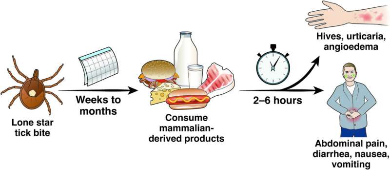 Lone star tick bites may be to blame for unexplained digestive problems