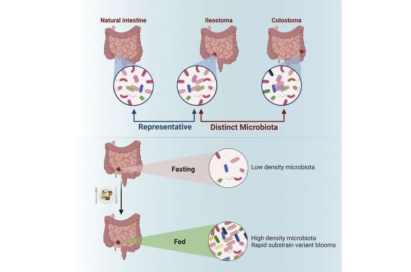 Better understanding of the development of intestinal diseases