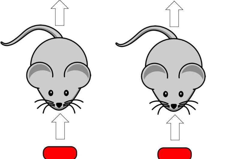 Engineered organism could diagnose Crohn's disease flareups