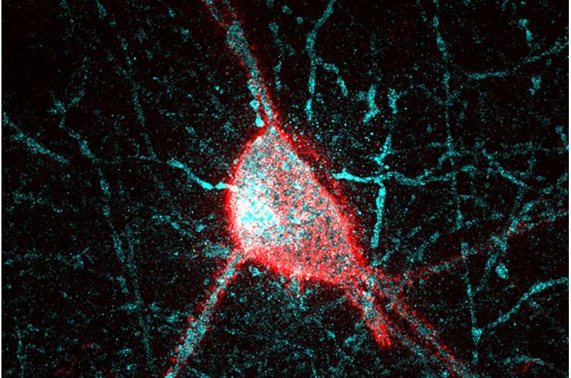 Study first to examine how early memory changes as we age at a cellular level 