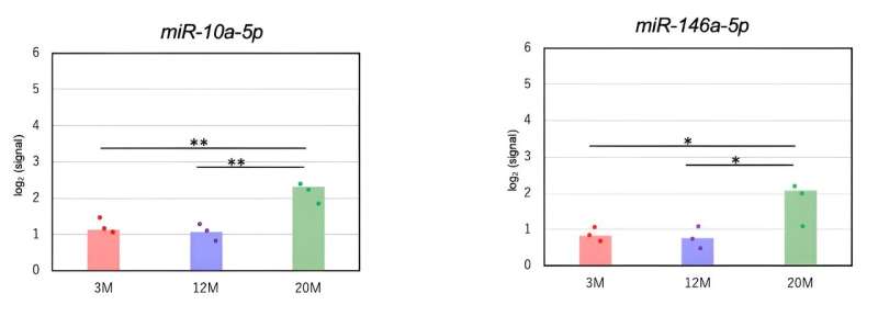 Aging mouse sperm affects microRNA, increasing the risk of neurodevelopmental disorders