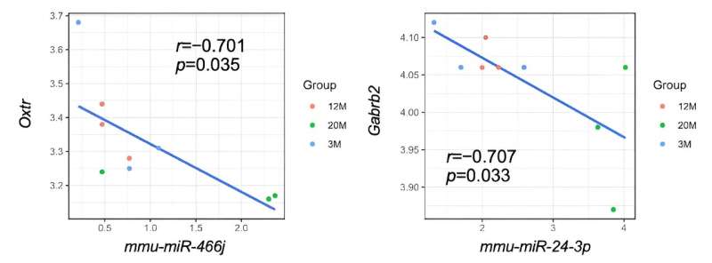 Aging mouse sperm affects microRNA, increasing the risk of neurodevelopmental disorders