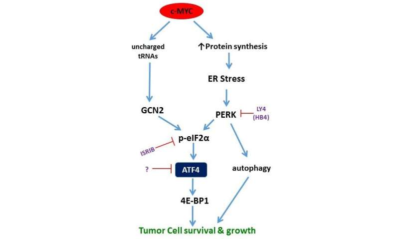 Researchers identify new way to make cancer self-destruct