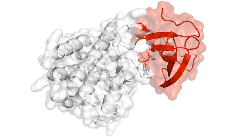 Yale researchers find new cancer gene drivers