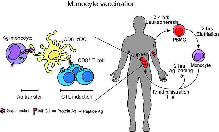 Researchers find simpler, more effective cancer vaccine approach