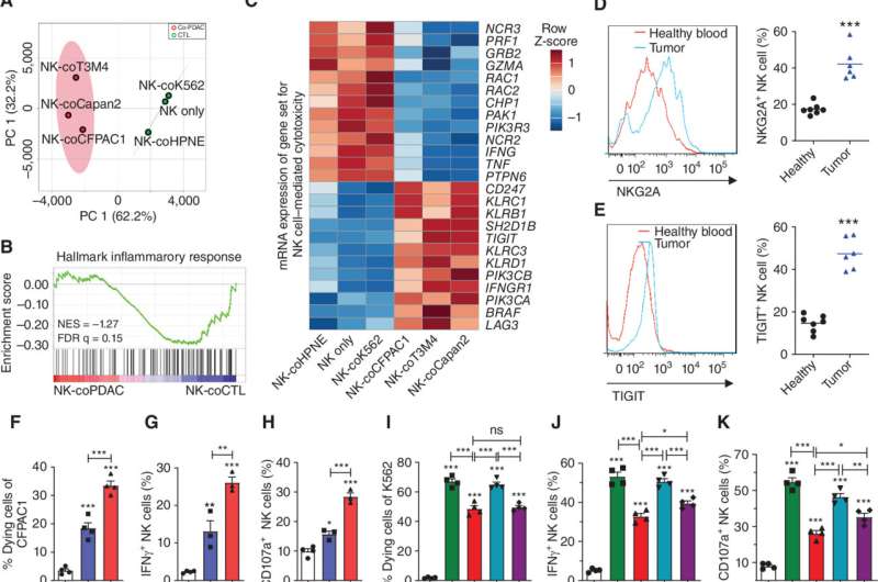 PDAC cells create a vitamin B6-defective microenvironment that inhibits NK-cell activation. A, PCA plot of RNA-seq results of NK cells cocultured with HPNE, T3M4, CFPAC1, and Capan2. B, GSEA of inflammatory response genes based on RNA-seq data from NK cells were cocultured with PDAC cells, HPNE, or K562. C, Heat map of the mRNA expression of genes related to NK-cell cytotoxicity. D and E, Flow cytometry analysis showing the expression of NKG2A and TIGIT in NK (CD3−, NK1.1+) cells from KPC1245 orthotopic tumors or healthy mice blood. F, Dead cell percentage of CFPAC1 after coculture with NK cells under different conditions. CM, cells were cocultured in a CFPAC1-conditioned medium. FM, cells were cocultured in fresh medium. G and H, Expression of IFNγ and CD107a in NK cells from different conditions in F. I, Dying cell percentage of K562 upon coculturing with NK cells from different conditions. FM-NK, cells were cocultured in a fresh medium. CM-NK, cells were cocultured in the CFPAC1 CM. CM &gt;3 kDa-NK, cells were cocultured in basal NK-cell medium with &gt;3 kDa macromolecular components from CFPAC1 CM. CM &lt;3 kDa-NK, cells were cocultured in &lt;3 kDa molecular components from CFPAC1 CM. J and K, The percentage of IFNγ- and CD107a-positive cells in NK cells form different conditions as in I after coculturing with K562 cells. L, Partial least squares discriminant analysis (PLS-DA) plot of metabolites in NK-cell after coculturing with different cells. M, Top affected metabolic pathways in NK cells when cocultured with PDAC cells [co-PDAC (co-Panc1, co-T3M4, and co-Capan2) vs. co-CTL (NK only and co-HPNE)]. N and O, Relative intracellular levels of pyridoxine and pyridoxal phosphate (PLP) in NK cells after coculturing with the indicated cells. P and Q, Pyridoxine and PLP levels in plasma and tumor interstitial fluid from healthy tumor-free mice and mice with KPC1245 tumors. R, Serum PLP level from patients with pancreatic cancer or gallbladder stone. S, Dead cell percentage of K562 and HPNE cells after coculturing with NK cells that were precultured in media with different VB6 (pyridoxine) levels. Data, mean ± SEM. Unpaired Student t test (two-tailed) was used for D, E, and R. One-way ANOVA with Tukey multiple comparisons test was used for F–K, N–Q, and S. *, P &lt; 0.05; **, P &lt; 0.01; ***, P &lt; 0.001; ns, not significant. Credit: Cancer Discovery (2023). DOI: 10.1158/2159-8290.CD-23-0334