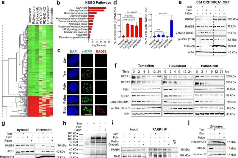 SOC therapy commonly induces DNA damage, BRCAness and toxic PARP1 trapping, leading to transcriptional blockage and growth inhibition in ER+ breast cancer. a Heatmap of commonly differentially expressed genes in MCF-7 cells treated with SOC (tamoxifen or fulvestrant or palbociclib) for 24 hours from the Connectivity Map database. Green: downregulated genes; red: upregulated genes. b The pathway enrichment analysis of the SOC sensitivity signature. c IF staining of γ-H2AX (S139) (green) and RAD51 foci (red) in T47D cells upon treatment with SOC for 4 hours. DAPI (blue) was used to stain the nucleus, here and in all relevant figures. Etoposide was used as a positive control. Scale bar = 100 µm. d The quantification of γ-H2AX positive cells (left) and those that are also RAD51 foci positive (right) (n = 4 different areas, with at least 100 cells per area). e Western blot analyses of BRCA1, RAD51, DNA damage markers and H3K9Ac in T47D cells overexpressing ctrl vs. BRCA1 ORF and treated with SOC for 4 hours. f Western blot analyses of DNA repair proteins, BRCA1, BRCA2, FEN1 and XRCC1 and G1/S transition marker, p-RB (S807/811) and p-PKA (Thr197) in T47D cells treated with SOC in a time-dependent manner. g Chromatin occupancy of PARP1 and HPF1 upon treatment of T47D cells with SOC therapies for 2 hours. Histone H3 and α-tubulin were used as the loading controls for nuclear and cytosol fractions, respectively, here and in all relevant figures. h Western blot analysis of ADP ribosylation (ADPR) in T47D cells treated with SOC for 1 hour. i PARP1 immunoprecipitation (IP) in SOC-treated T47D cells followed by immunoblotting for PARylation. j Western blot analysis of H3S10 ADPR, acetylated H3K9 (H3K9Ac), Histone H3 and cleaved PARP in T47D cells treated with SOC for 24 hours. k Relative EU incorporation in SOC-treated cells to show blockage of global transcription (n = 3). l Representative images of the EU staining (green) in SOC-treated cells from k. Scale bar = 200 µm. m Chromatin occupancy of PARP1 and HPF1 upon treatment of T47D shCtrl vs. shPARP1 cells with SOC therapies for 2 hours. n Western blot analysis of H3K9Ac in T47D shCtrl vs. shPARP1 cells treated with SOC for 4 hours. o Percentage growth inhibition in T47D cells with shPARP1 and treated with increasing doses of SOC for 5 days (n = 4). Actin is used as a loading control in in all Western blots unless stated otherwise. Data are presented as mean values ± standard deviation (SD). P-values were calculated with paired (o) or unpaired (d, k), two-tailed Student’s t test. n.s., not significant (P &gt; 0.05). µM: micromolar, for all figures. Experiments in e-j, m are repeated twice with similar results. Source data for this figure are provided as a Source Data file. Credit: Nature Communications (2023). DOI: 10.1038/s41467-023-42736-y