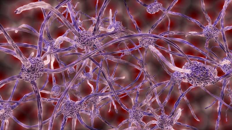 Researchers find neurons work as a team to process social interactions 