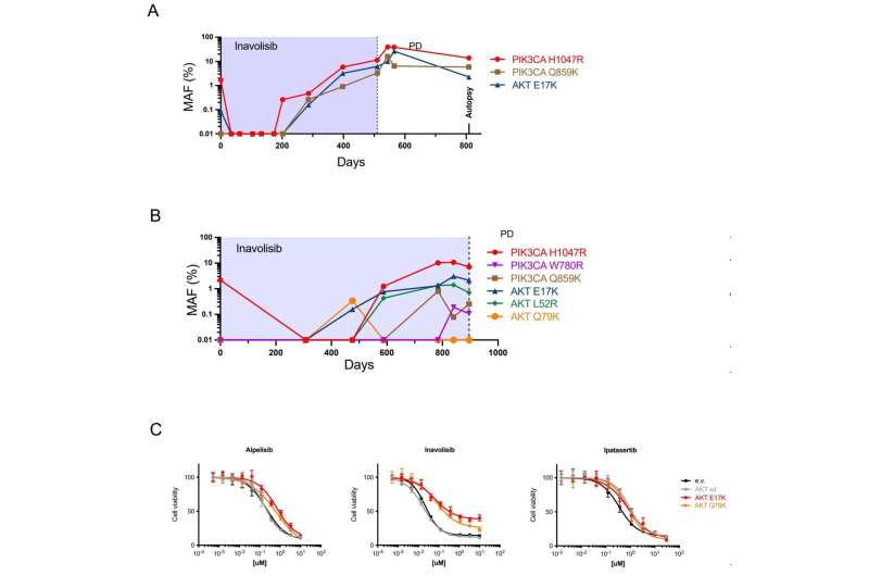 Secondary mutations in the PI3K/AKT pathway emerge during treatment with inavolisib and lead to acquired resistance. A-B, Droplet digital PCR analysis of serial ctDNA samples from patients 2542 and 4643. Treatment times with Inavolisib are indicated by shading. C, Cell viability of T47D cells stably infected with the indicated AKT1 expression vectors and treated with alpelisib, inavolisib or ipatasertib for 4 days. Data are normalized to vehicle-treated cells. Error bars indicate s.d.’s (n=3). MAF, mutant allele frequency. Credit: Cancer Discovery (2023). DOI: 10.1158/2159-8290.CD-23-0704