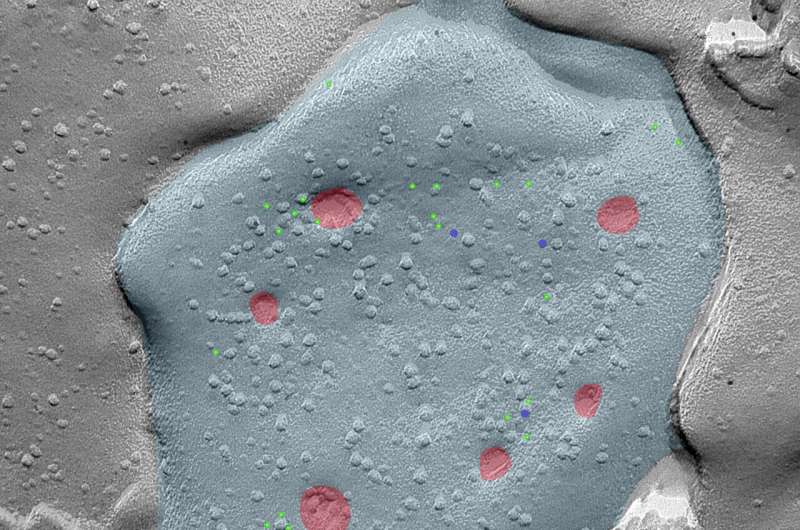 A lunar surface-like electron microscopic image of an activated medial habenula neuron. SPO (light green), CAPS2 (dark blue), vesicles on the verge of releasing neurotransmitters (red), and the delimiting membrane (light blue). Credit: Koppensteiner et al./PNAS