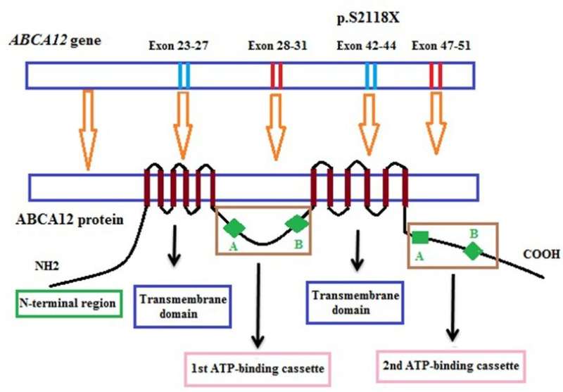 Novel rare skin mutation gene identified by whole exome sequencing - BGI Case Report