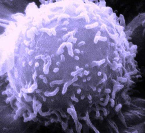 Researchers 3-D bio-print a model that could lead to improved anticancer drugs and treatments 