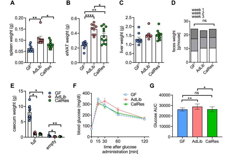 A low-calorie diet alters the gut microbiome and delays immune aging