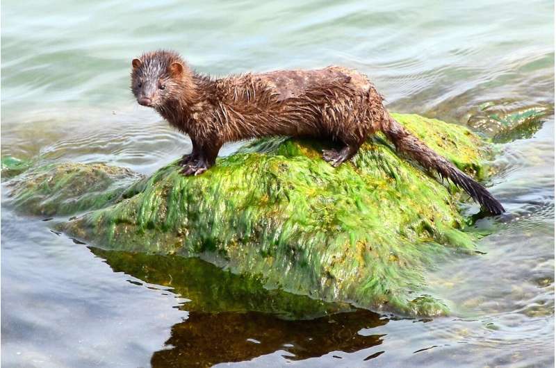 American mink