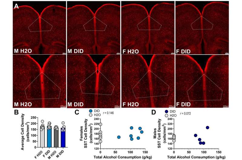 Mouse models of adolescent binge drinking reveal key long-lasting brain changes 