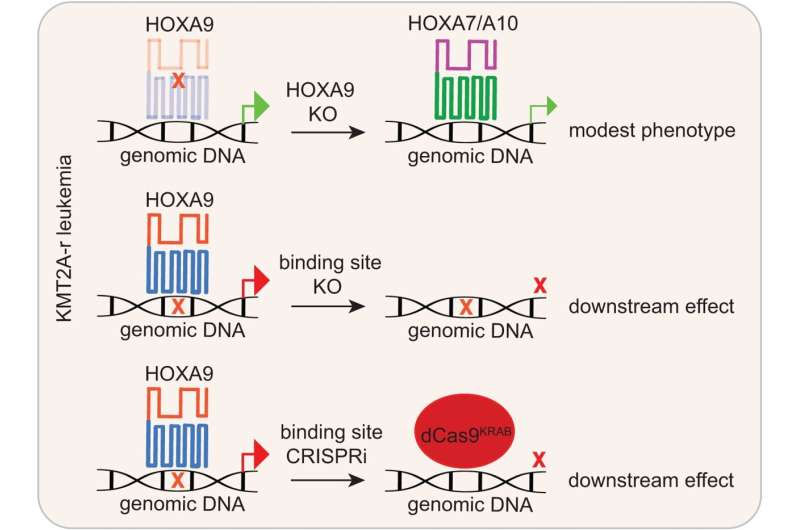 Research reveals functional targets of oncogenic HOXA9 protein in high-risk pediatric leukemia 