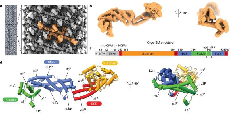 Model of the human S-OPA1 bound to membranes. Credit: Nature (2023). DOI: 10.1038/s41586-023-06441-6