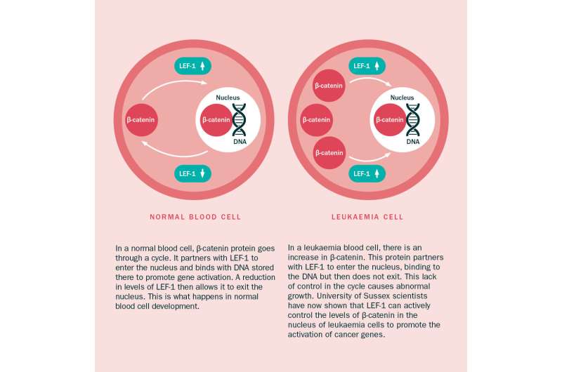 Research reveals mechanism for leukaemia cell growth, prompting new treatment hopes