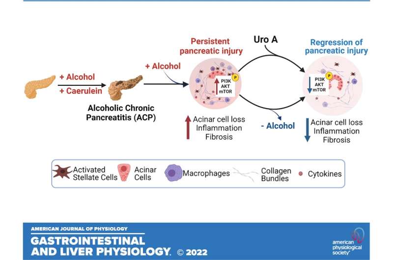 Alcoholic pancreatitis patients with continued alcohol intake may finally have therapeutic options