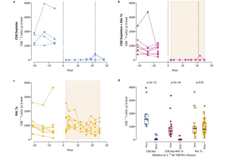 Study refines understanding of T cells' action in HIV immune response 