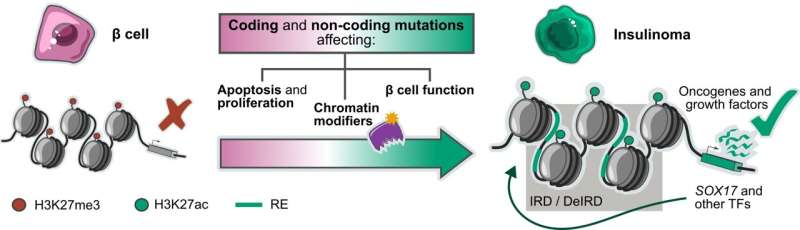 A study led by UPF describes how insulinomas, a rare type of pancreatic beta cell tumor, form