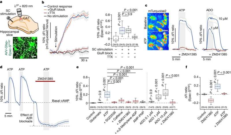 Discovery of cellular mechanism to maintain brain's energy could benefit late-life brain health