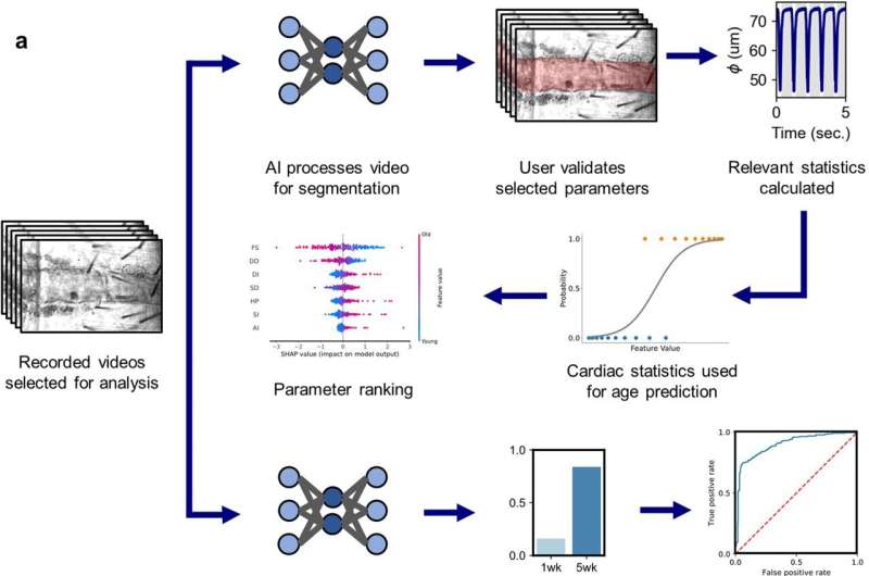 Deep machine-learning speeds assessment of fruit fly heart aging and disease, a model for human disease