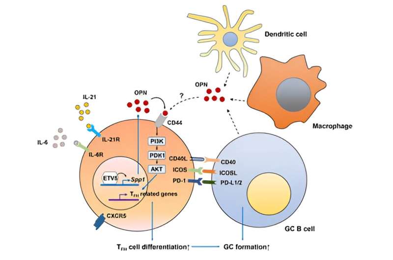 Mechanism of lupus pathogenesis unveiled