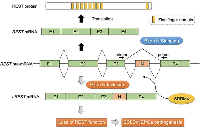 Splicing it all together in the fight against cancer