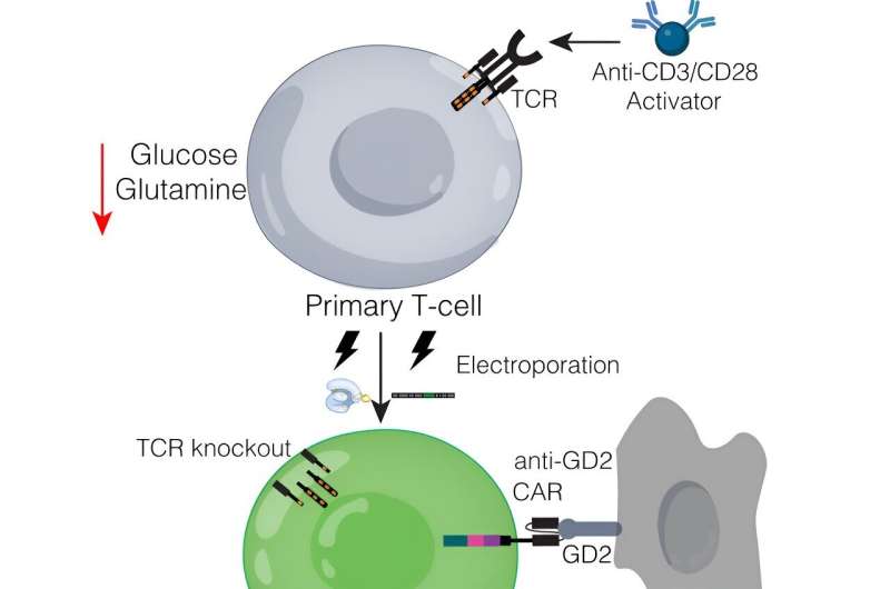 Serendipity reveals new method to fight cancer with T cells