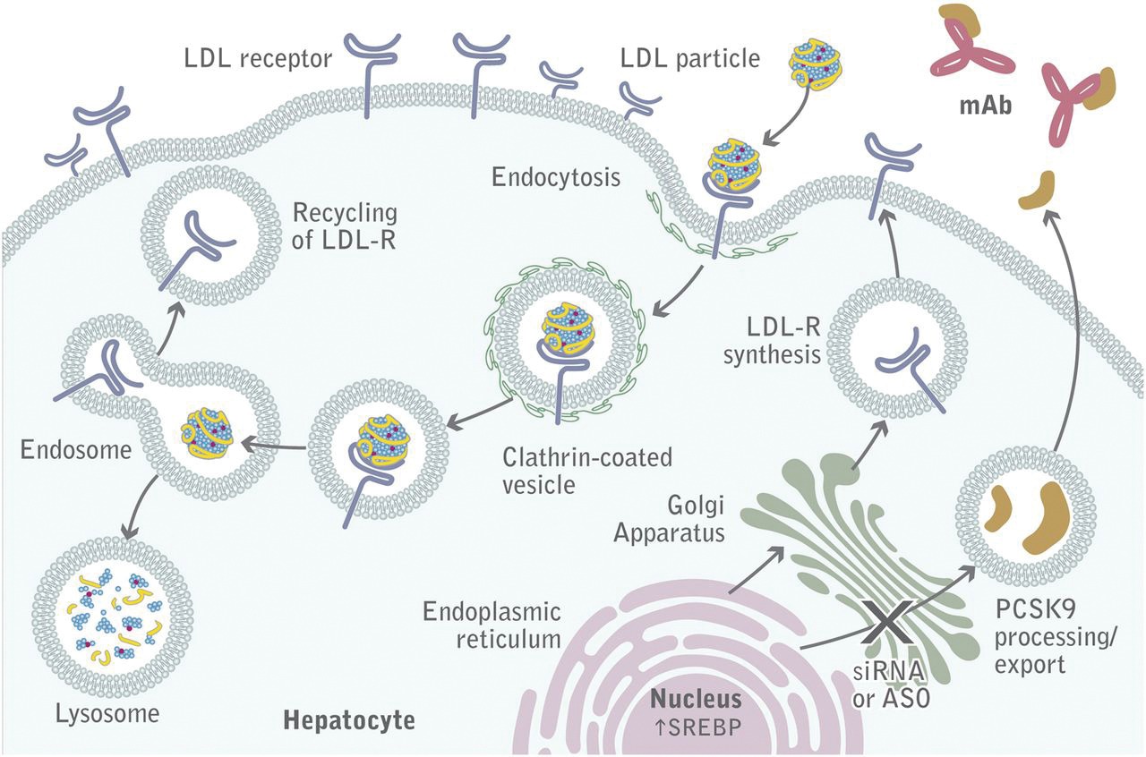 Exploring the Potential of PCSK9 Inhibitors: A Breakthrough in ...