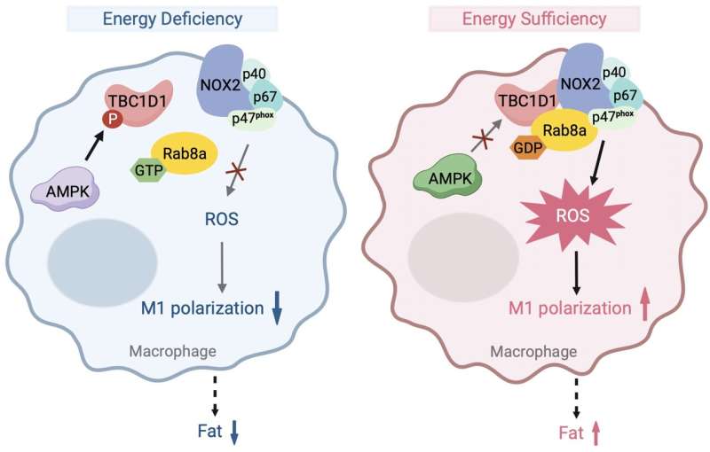 New insights into metabolic and immune pathway interactions in obesity