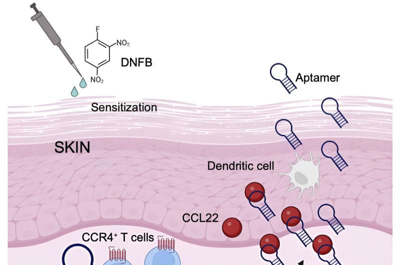 Ointment with DNA molecules combats allergic contact dermatitis