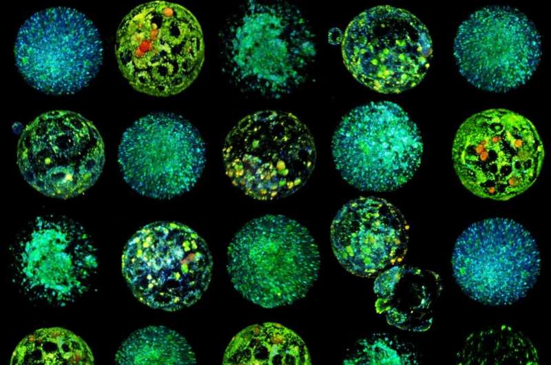 New technology visualizes embryo metabolism to improve IVF success