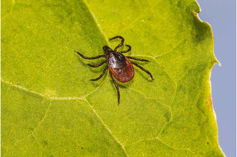 A Lyme vaccine is in late-stage trials. Could an anti-tick vaccine be next?