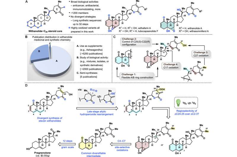 Moffitt researchers develop synthesis method to enhance access to cancer-fighting withanolides