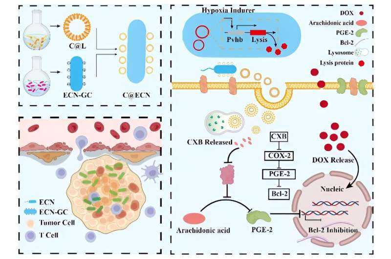 Opportunistic colonizers: Selectively targeting tumor cells with bacteria