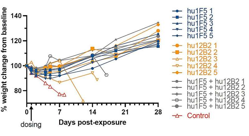 Scientists developing a monoclonal antibody to neutralize Nipah virus one of the deadliest zoonotic pathogens