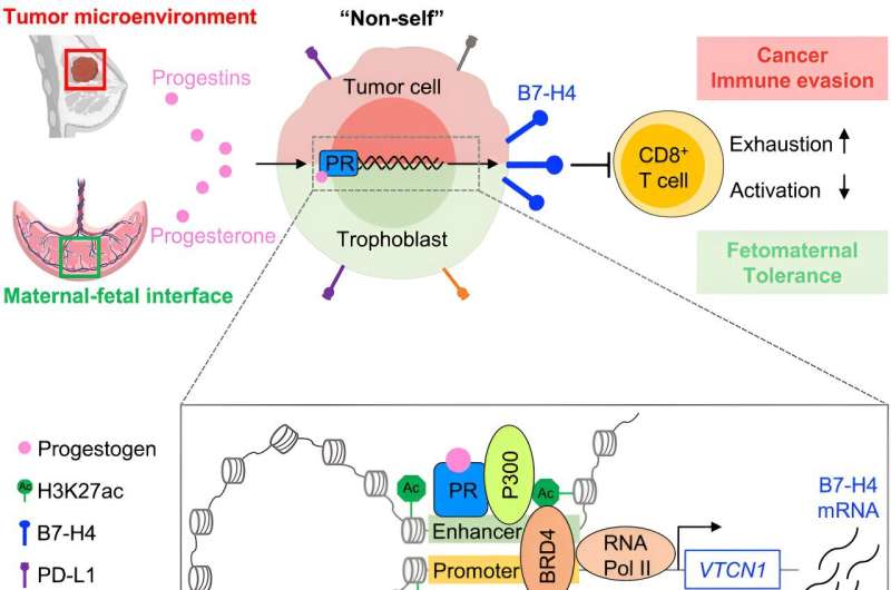 Researchers find a common immune system mechanism between pregnancy and cancer