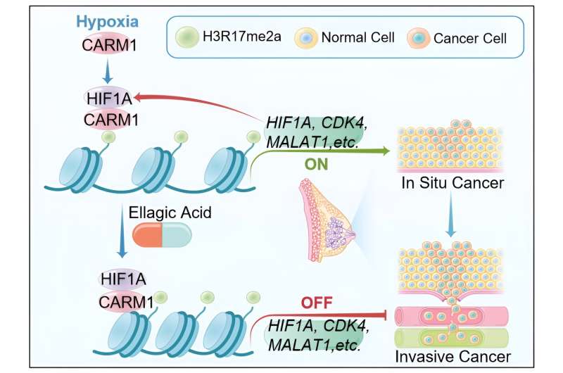 CARM1 drives triple-negative breast cancer progression by coordinating with HIF1A