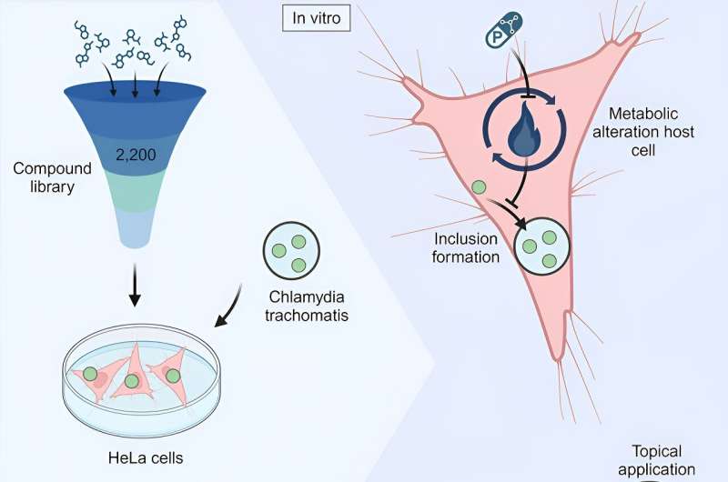 Active substance identified for the prevention of chlamydial infections