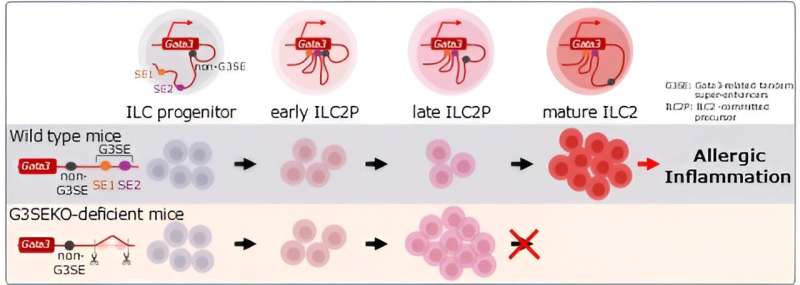 Novel mechanism of ILC2 immune cell development may be involved in exacerbating allergic diseases