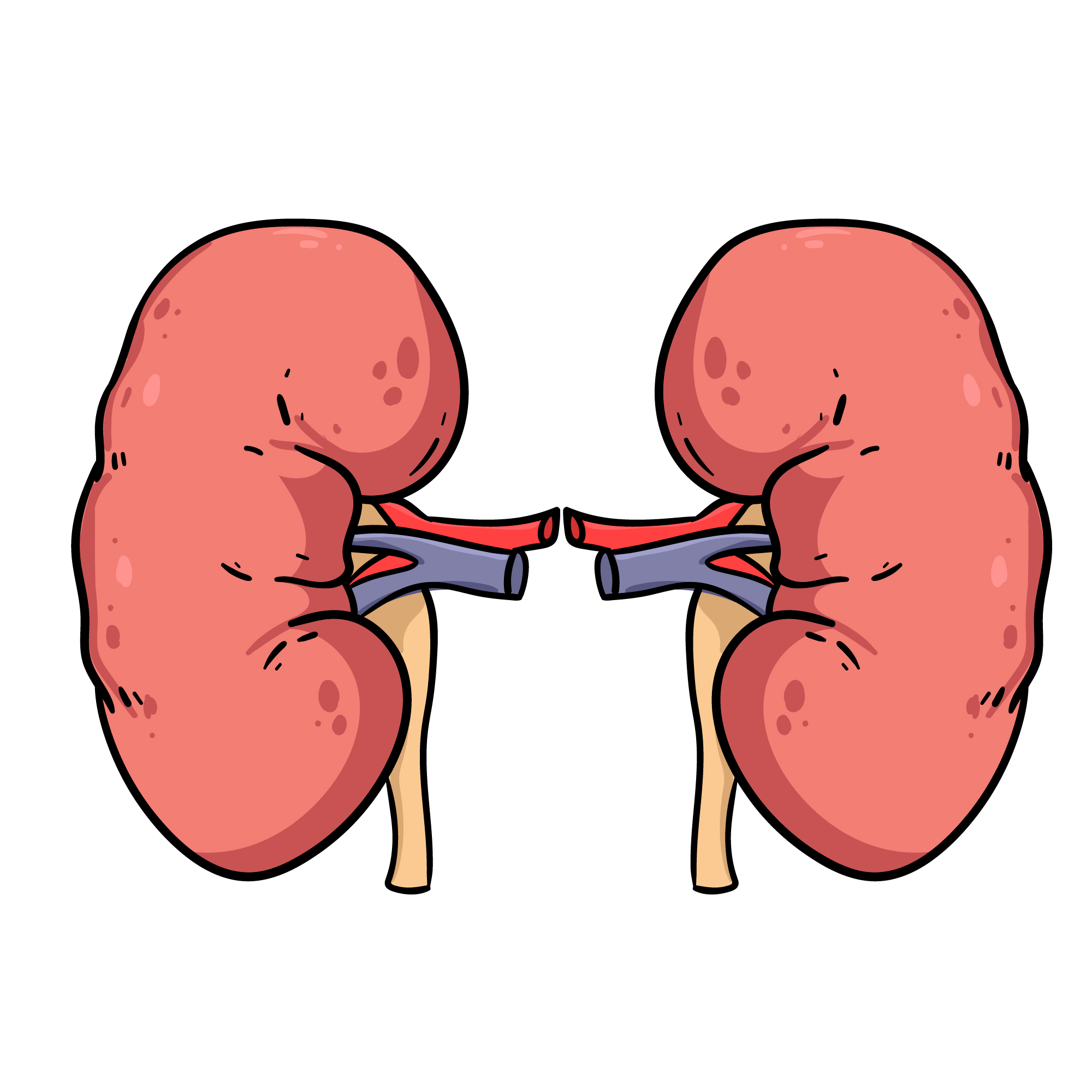 kidney20240711