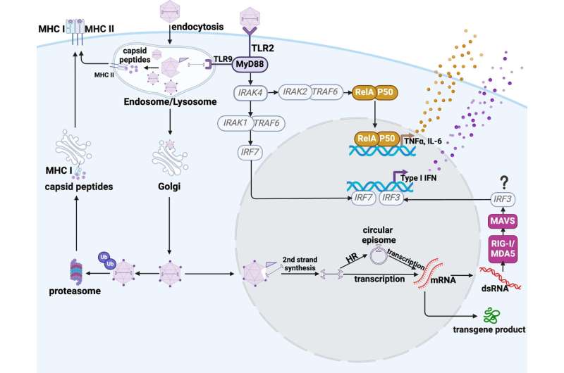 Adeno-associated virus vectors can trigger innate immune pathways