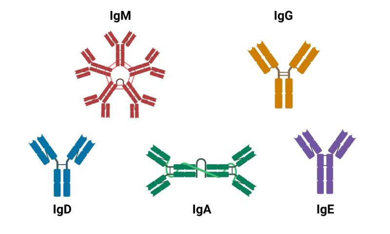 Clarifying a synergistic effect between different types of antibodies in cancer treatment