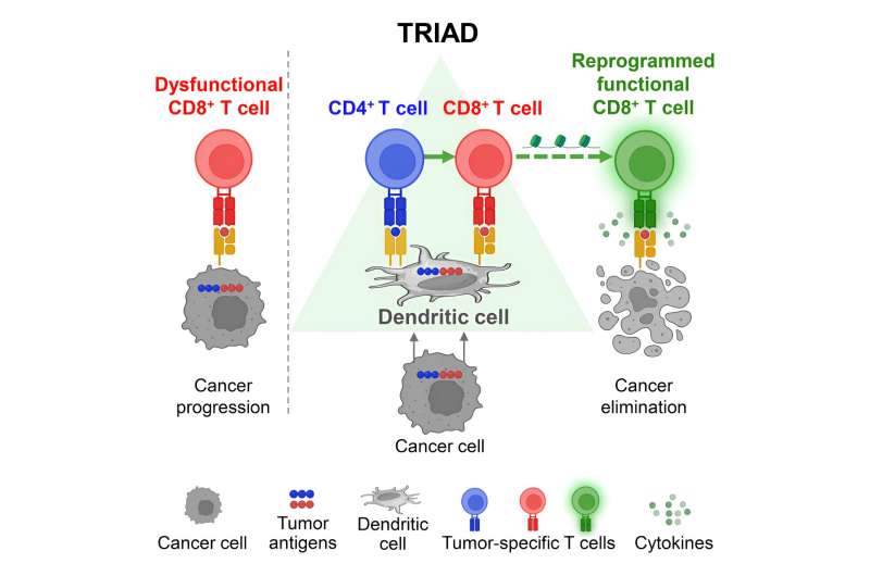 Better together: Spatial arrangement of three immune cells is key to attacking tumors, study finds