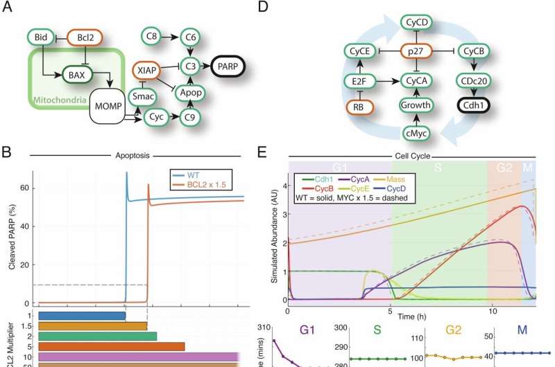 Personalized simulations predict patient outcomes for blood cancer treatment in breakthrough study